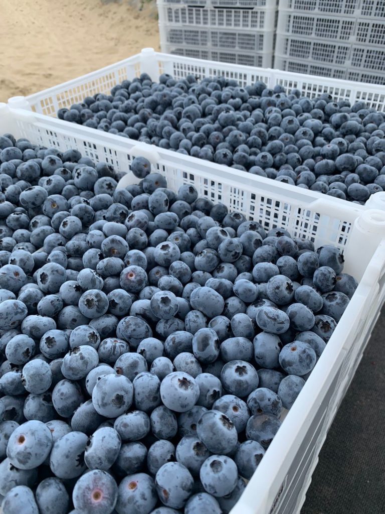 Blueberries in buckets