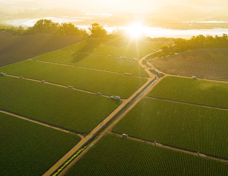 Overhead photo of berry fields