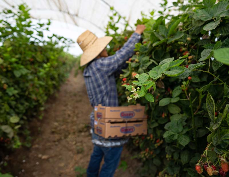 Person picking berries