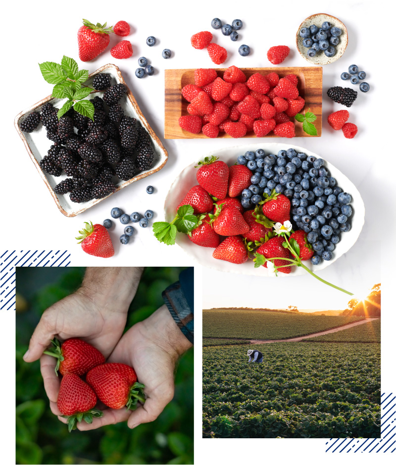 collage of berries and photos