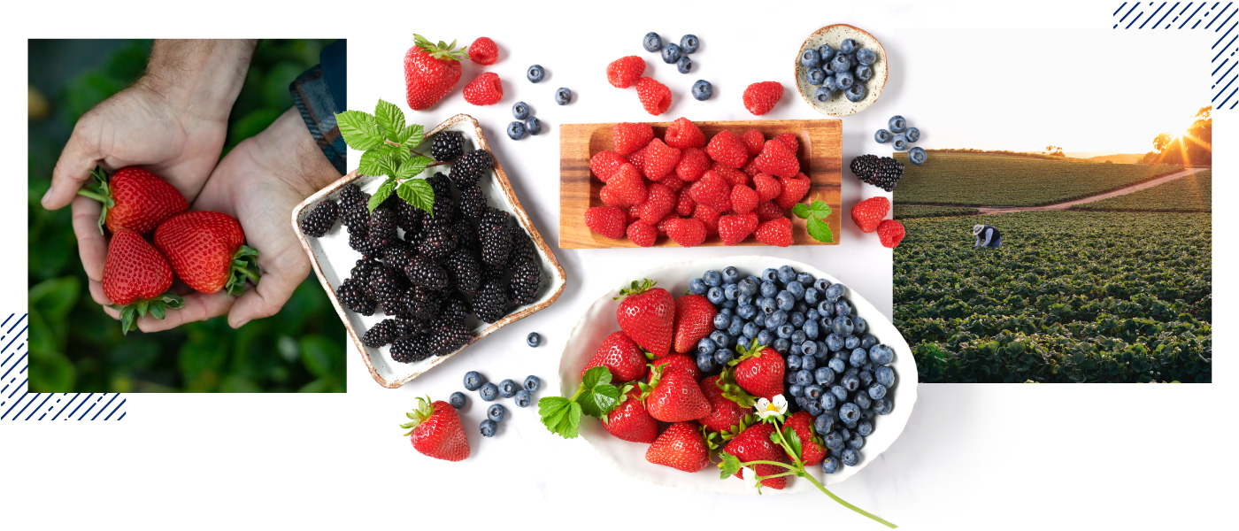 collage of berries and photos