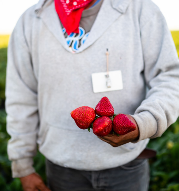 holding strawberries