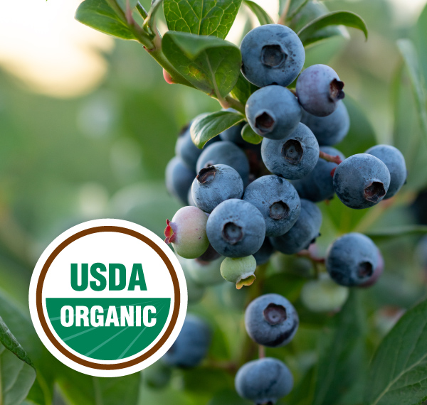 USDA Organic seal on top of a blueberry photo