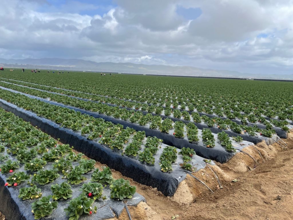 strawberries growing in a field