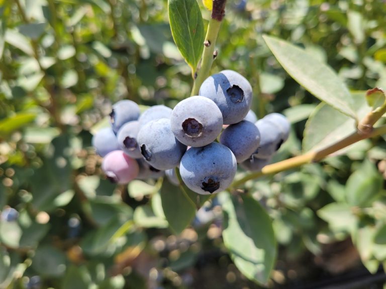 Blueberry cluster on bush