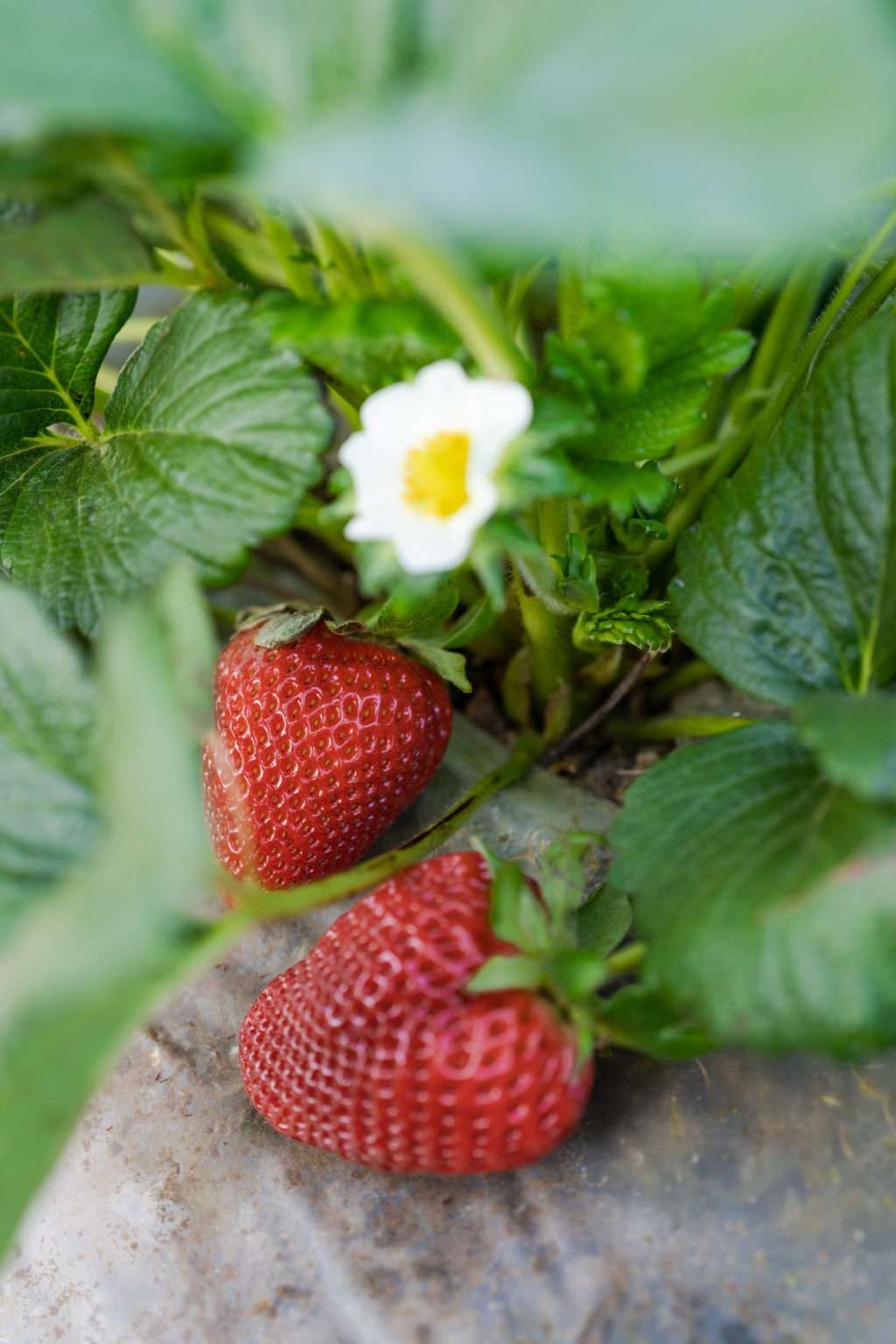 California Giant Berry Farms Forecasts Strong Strawberry Supplies Led