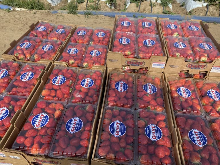 Trays of California Giant strawberries