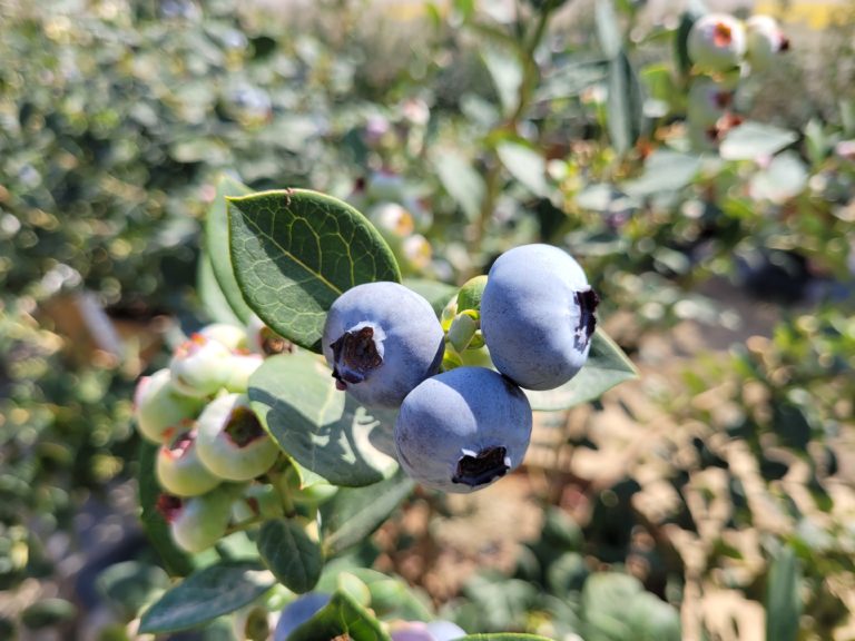 Blueberries on bush