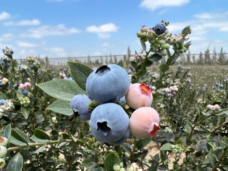 Blueberries on bush