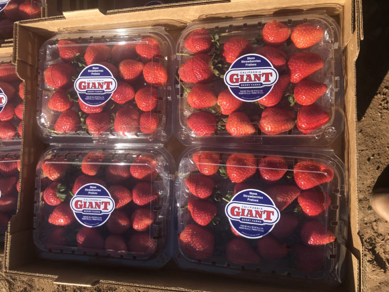 California Giant Stem Strawberries