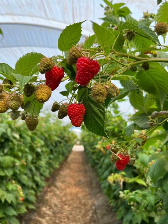 Ripe Raspberries on the bush