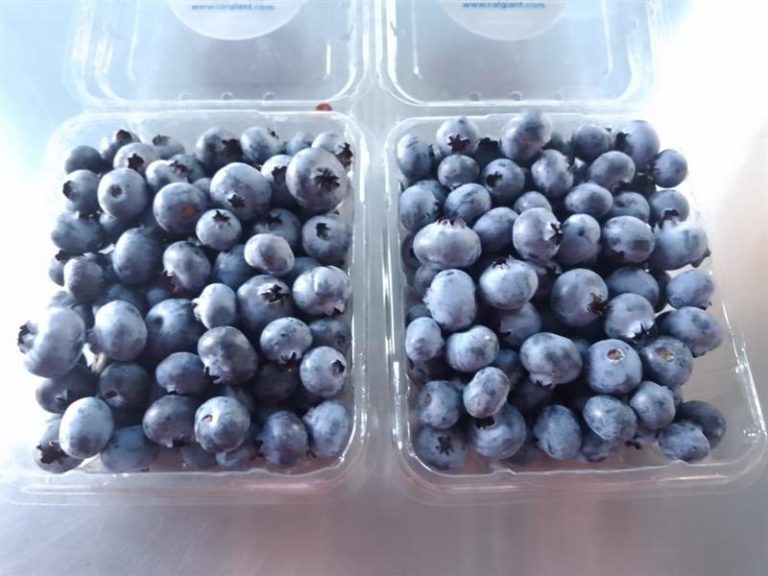 Blueberry pints