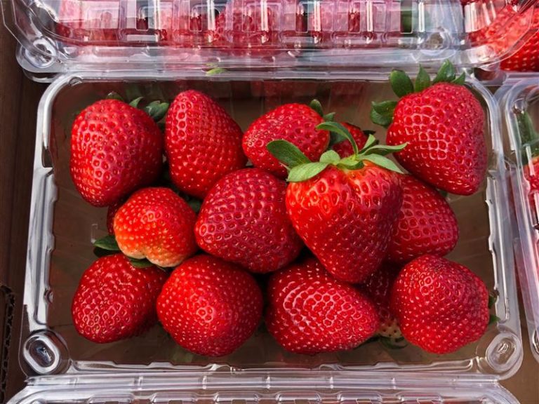 1lb California Giant Strawberries from Florida