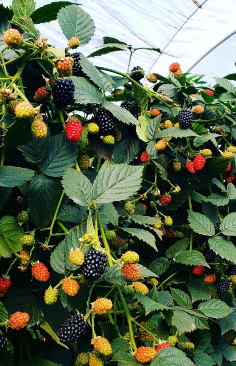 California Giant Blackberries