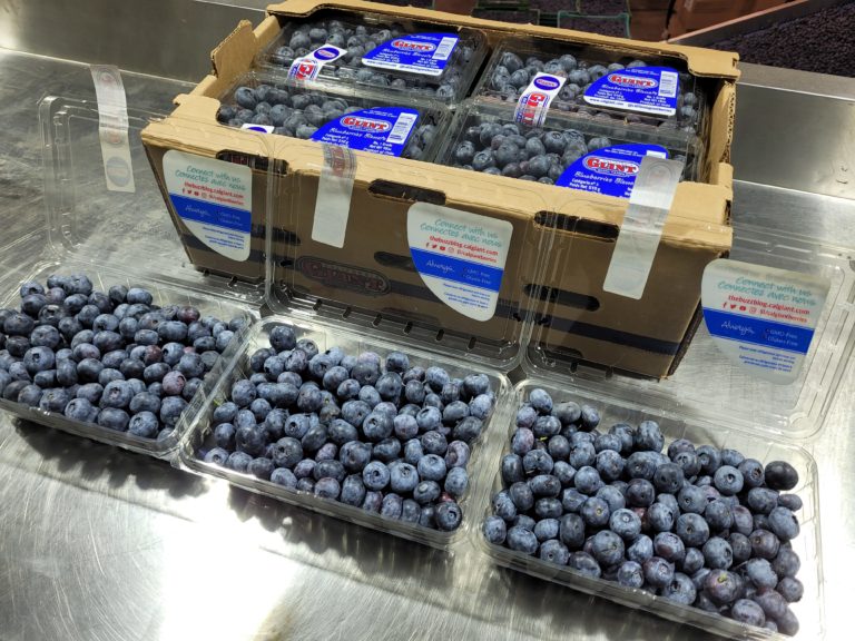 California Giant Blueberries