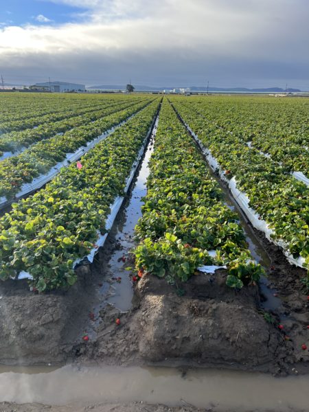 Flooded strawberry fields