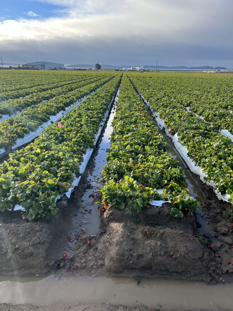 Flooded strawberry fields