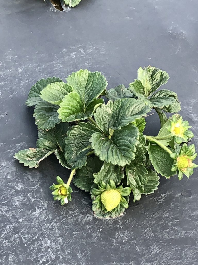 Blooming strawberry plant