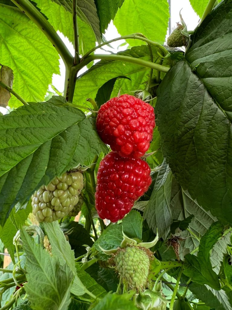 California Giant Raspberries