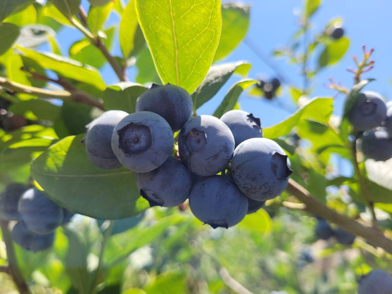 Chilean Blueberry Cluster