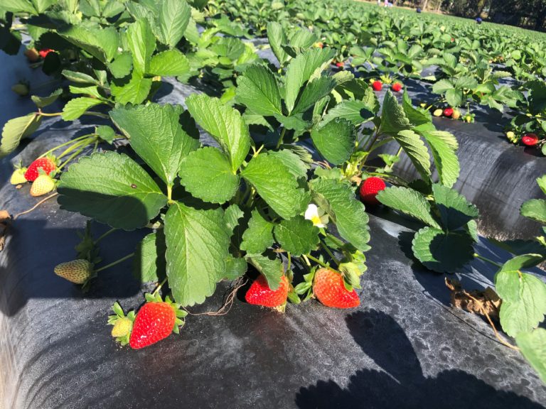 Florida Strawberries