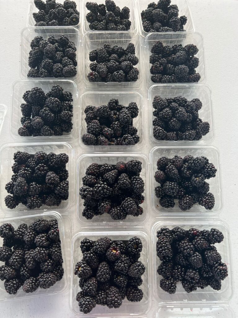 6 oz California Giant Blackberries