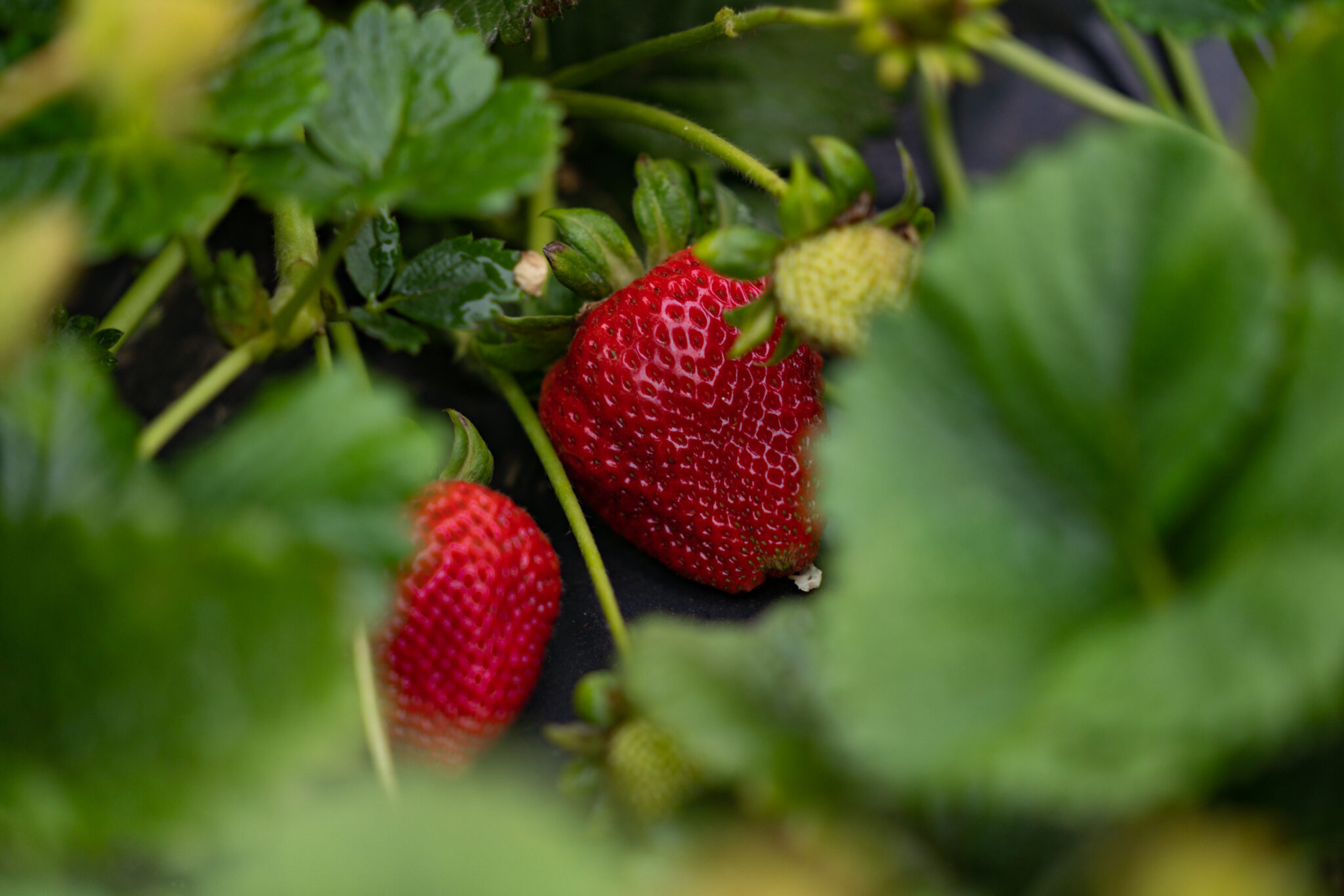 California Giant Berry Farms Details YearRound Strawberry Volumes