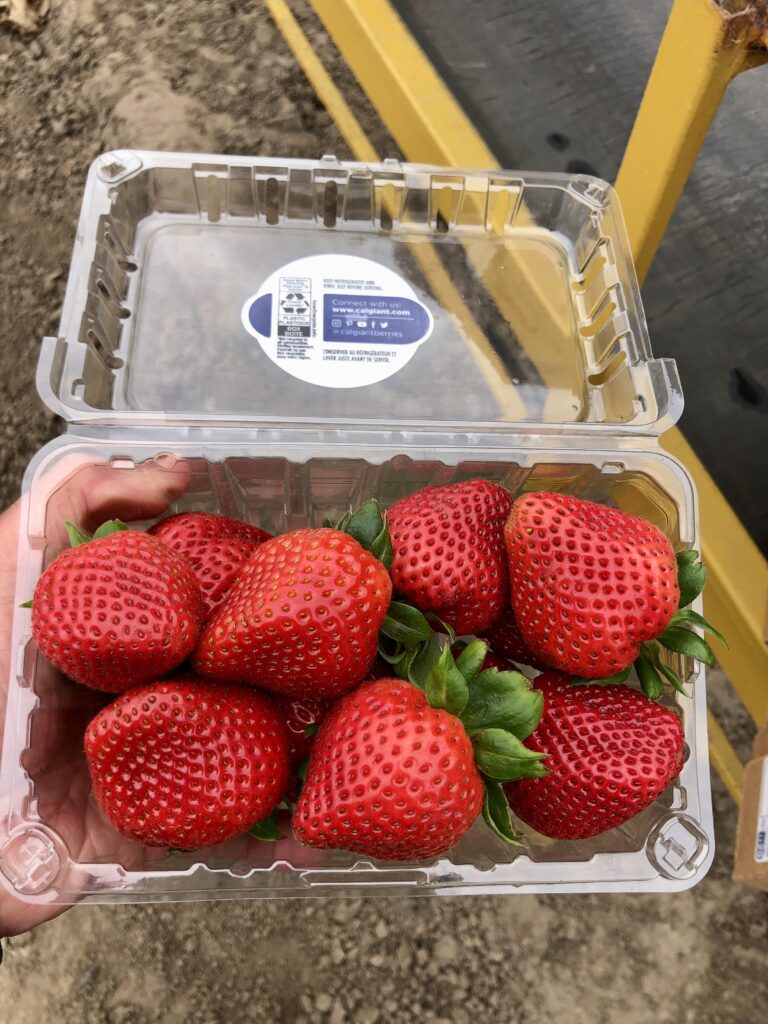 1lb California Giant Strawberries