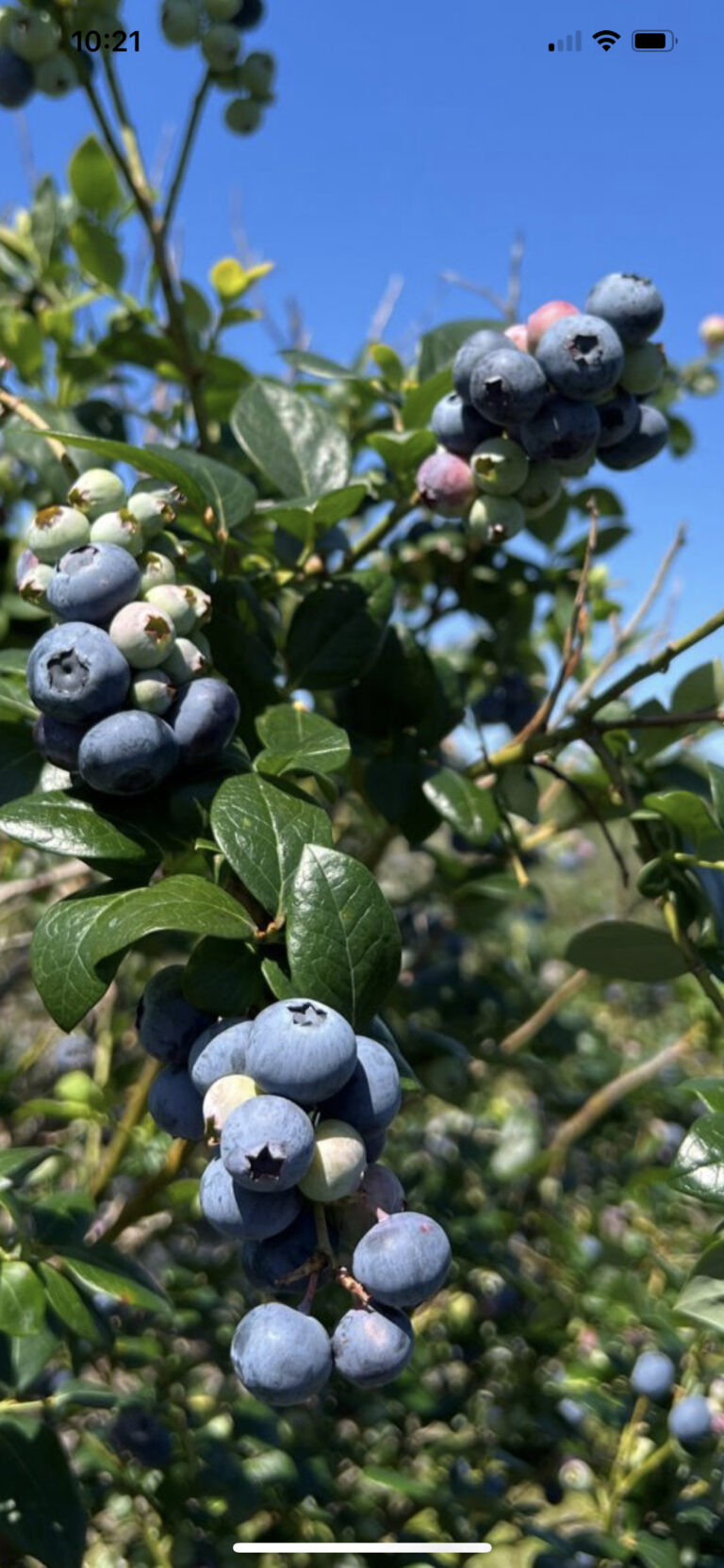 Georgia Blueberries