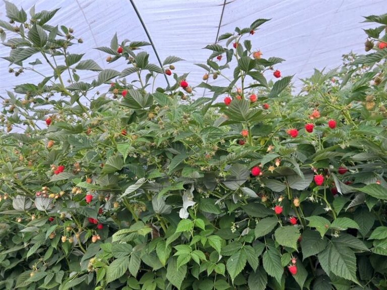 Raspberries on the bush