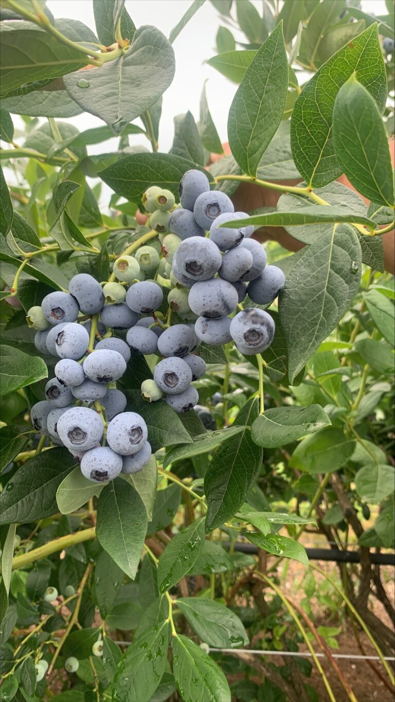 Blueberries on the bush in Oregon