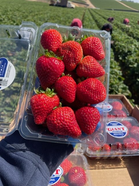 1lb California Giant strawberries