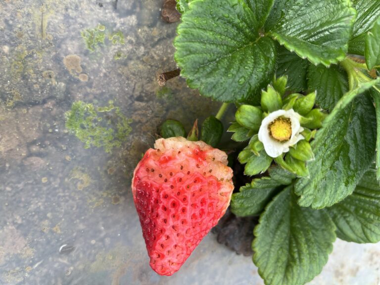 Rain damaged strawberry