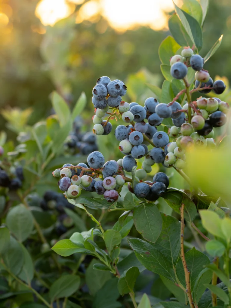 an image of a blueberry bush with some ripe and some nearly ripe blueberries